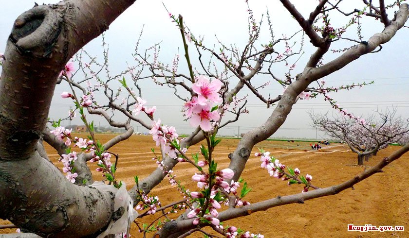 希望的田野（馬道純）